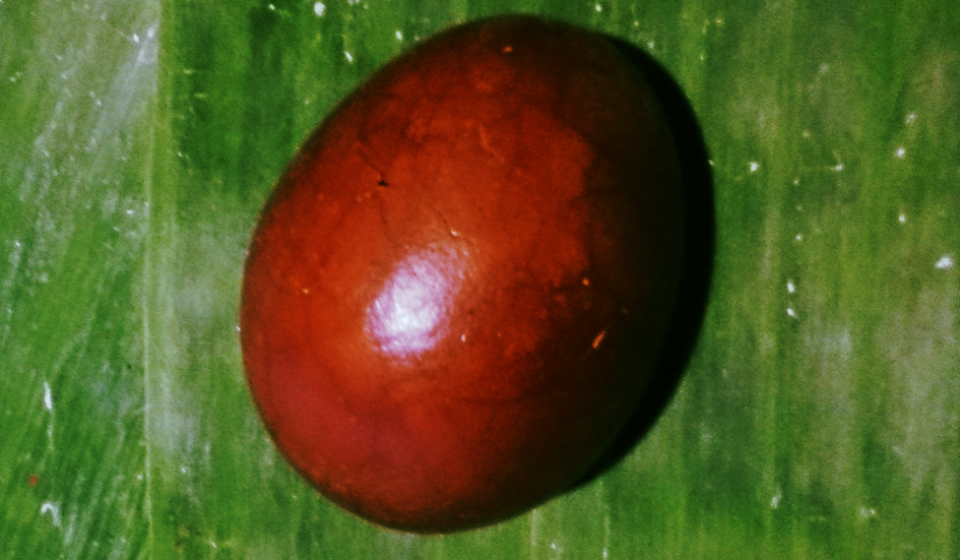 jajko herbaciane