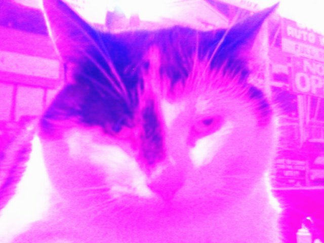 Tosia