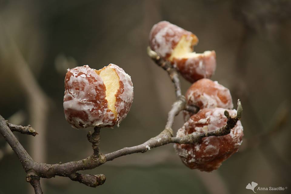 pączki na drzewach fot. Ogród Botaniczny