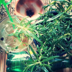 perrier